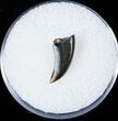 Sharp Raptor (Dromaeosaur) Tooth - Two Medicine Formation #13568-1